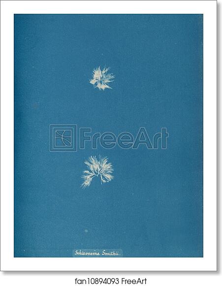 Free art print of Schizonema Smithii by Anna Atkins Free art print of Schizonema Smithii by Anna Atkins