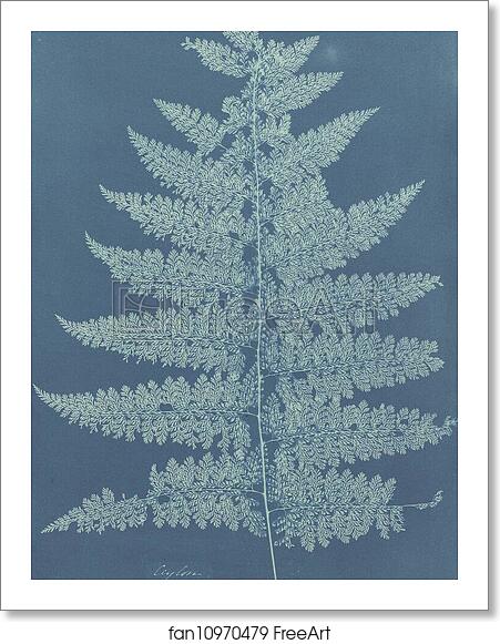 Free art print of Ceylon/Fern by Anna Atkins