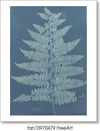 Free art print of Ceylon/Fern by Anna Atkins Free art print of Ceylon/Fern by Anna Atkins