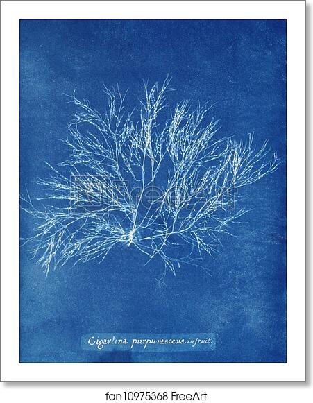 Free art print of Gigartina purpurascens in fruit by Anna Atkins Free art print of Gigartina purpurascens in fruit by Anna Atkins