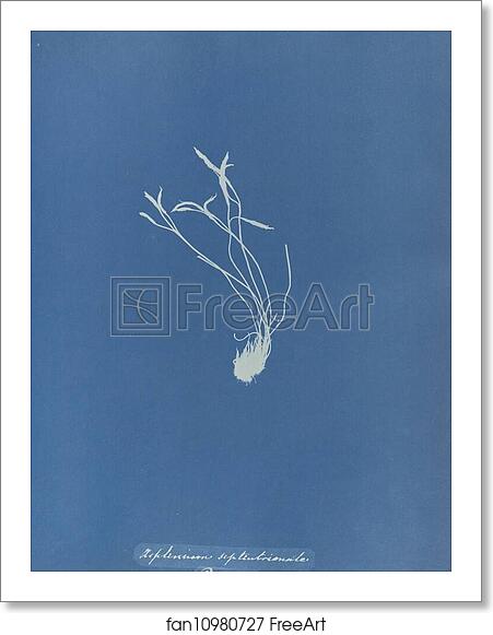 Free art print of Asplenium septentrionale, British by Anna Atkins Free art print of Asplenium septentrionale, British by Anna Atkins