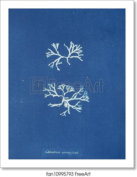 Free art print of Chondrus norvegicus by Anna Atkins