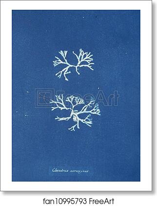 Free art print of Chondrus norvegicus by Anna Atkins Free art print of Chondrus norvegicus by Anna Atkins