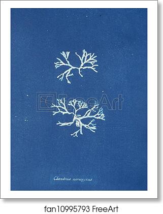 Free art print of Chondrus norvegicus by Anna Atkins Free art print of Chondrus norvegicus by Anna Atkins