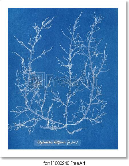 Free art print of Chylocladia kaliformis (in fruit) by Anna Atkins