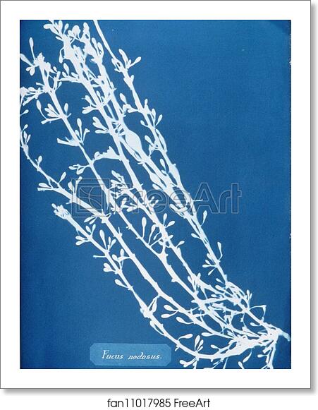 Free art print of Fucus nodosus by Anna Atkins Free art print of Fucus nodosus by Anna Atkins