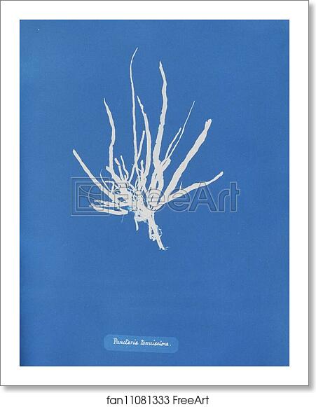 Free art print of Punctaria tenuissima by Anna Atkins Free art print of Punctaria tenuissima by Anna Atkins