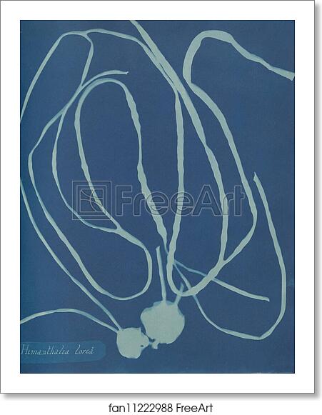 Free art print of Himanthalia lorea by Anna Atkins