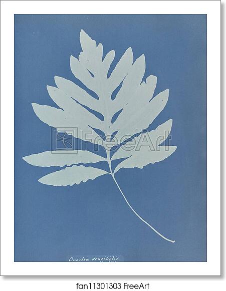 Free art print of Onoclea sensibilis, New Jersey by Anna Atkins