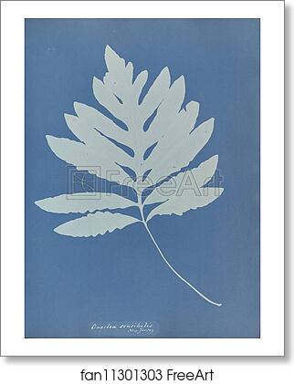 Free art print of Onoclea sensibilis, New Jersey by Anna Atkins Free art print of Onoclea sensibilis, New Jersey by Anna Atkins