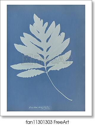 Free art print of Onoclea sensibilis, New Jersey by Anna Atkins Free art print of Onoclea sensibilis, New Jersey by Anna Atkins