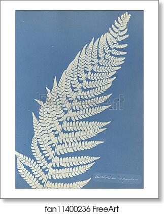 Free art print of Aspidium angulare by Anna Atkins Free art print of Aspidium angulare by Anna Atkins