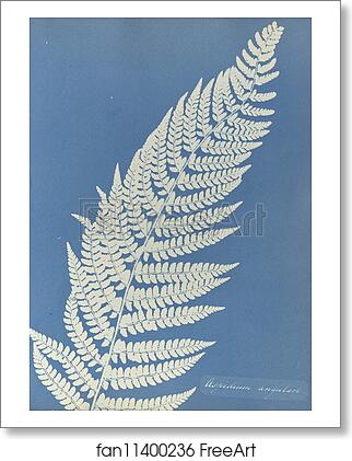 Free art print of Aspidium angulare by Anna Atkins Free art print of Aspidium angulare by Anna Atkins