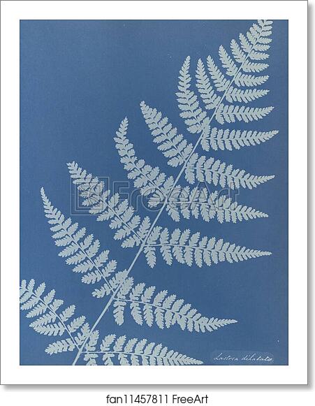 Free art print of Lastrea dilatato, British by Anna Atkins Free art print of Lastrea dilatato, British by Anna Atkins