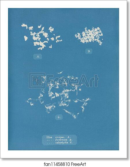 Free art print of Ulva crispa, A. by Anna Atkins