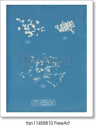 Free art print of Ulva crispa, A. by Anna Atkins Free art print of Ulva crispa, A. by Anna Atkins