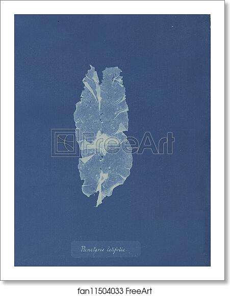 Free art print of Punctaria latifolia by Anna Atkins