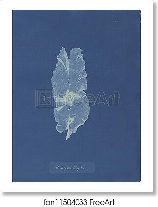 Free art print of Punctaria latifolia by Anna Atkins Free art print of Punctaria latifolia by Anna Atkins