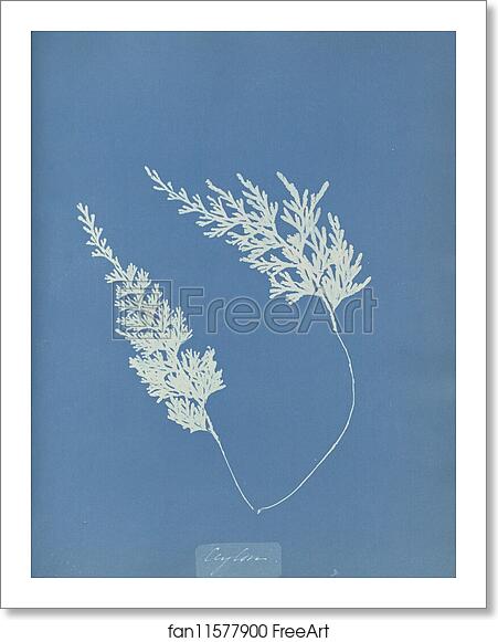 Free art print of Ceylon by Anna Atkins