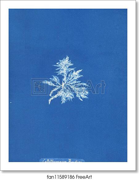 Free art print of Callithamnion Brodiæi by Anna Atkins Free art print of Callithamnion Brodiæi by Anna Atkins