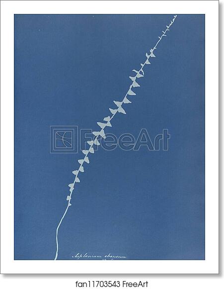 Free art print of Asplenium ebenum, New Jersey by Anna Atkins Free art print of Asplenium ebenum, New Jersey by Anna Atkins