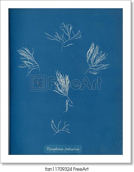 Free art print of Polysiphonia fruticulosa by Anna Atkins