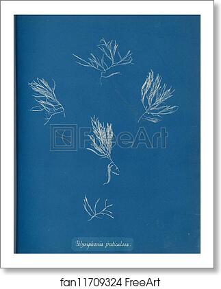 Free art print of Polysiphonia fruticulosa by Anna Atkins Free art print of Polysiphonia fruticulosa by Anna Atkins