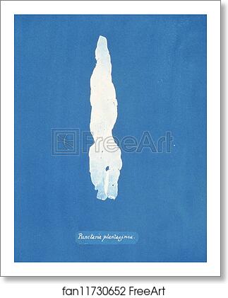 Free art print of Punctaria Plantaginea by Anna Atkins Free art print of Punctaria Plantaginea by Anna Atkins