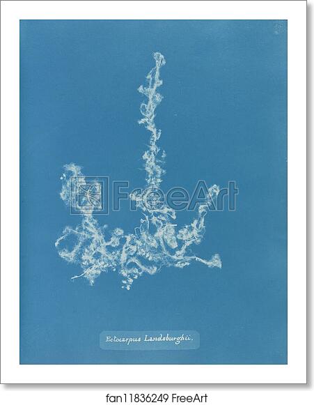 Free art print of Ectocarpus Landsburghii by Anna Atkins Free art print of Ectocarpus Landsburghii by Anna Atkins