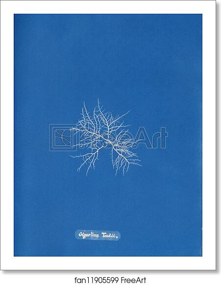 Free art print of Gigartina Teedii by Anna Atkins