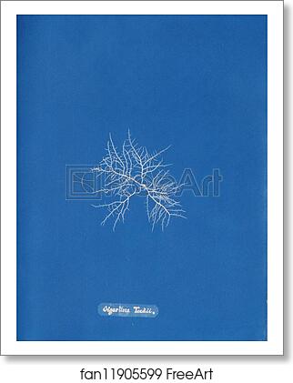 Free art print of Gigartina Teedii by Anna Atkins Free art print of Gigartina Teedii by Anna Atkins