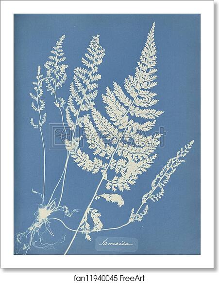 Free art print of Jamaica by Anna Atkins