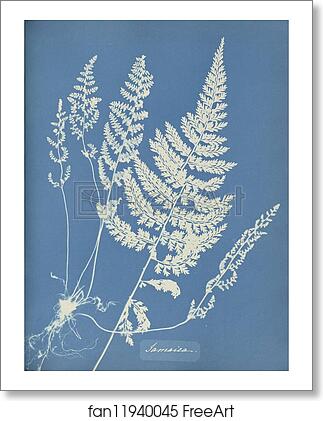 Free art print of Jamaica by Anna Atkins Free art print of Jamaica by Anna Atkins