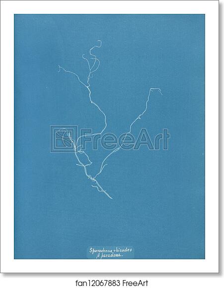 Free art print of Sporochnus rhizodes β paradoxa by Anna Atkins Free art print of Sporochnus rhizodes β paradoxa by Anna Atkins
