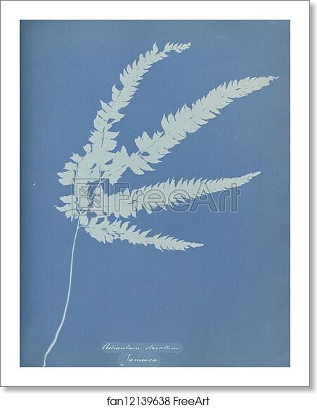 Free art print of Adiantum striatum, Jamaica by Anna Atkins Free art print of Adiantum striatum, Jamaica by Anna Atkins