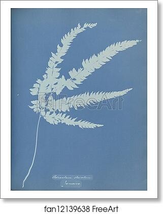 Free art print of Adiantum striatum, Jamaica by Anna Atkins Free art print of Adiantum striatum, Jamaica by Anna Atkins