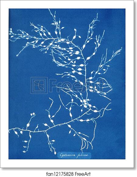 Free art print of Cystoseira fibrosa by Anna Atkins