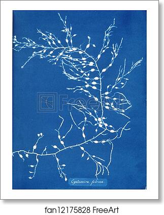 Free art print of Cystoseira fibrosa by Anna Atkins Free art print of Cystoseira fibrosa by Anna Atkins