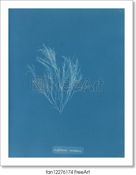 Free art print of Griffithsia corallina by Anna Atkins Free art print of Griffithsia corallina by Anna Atkins