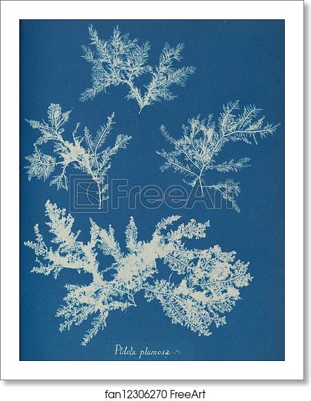 Free art print of Ptilota plumosa by Anna Atkins