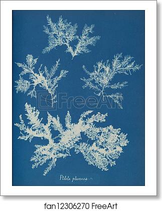 Free art print of Ptilota plumosa by Anna Atkins Free art print of Ptilota plumosa by Anna Atkins