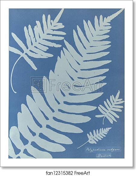 Free art print of Polypodium vulgare, British by Anna Atkins