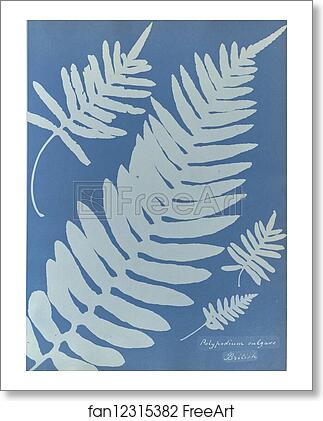 Free art print of Polypodium vulgare, British by Anna Atkins Free art print of Polypodium vulgare, British by Anna Atkins