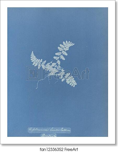 Free art print of Asplenium lanceolatum, British by Anna Atkins