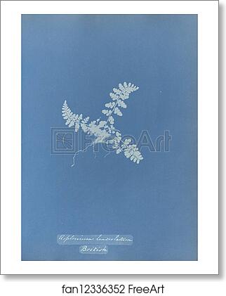 Free art print of Asplenium lanceolatum, British by Anna Atkins Free art print of Asplenium lanceolatum, British by Anna Atkins