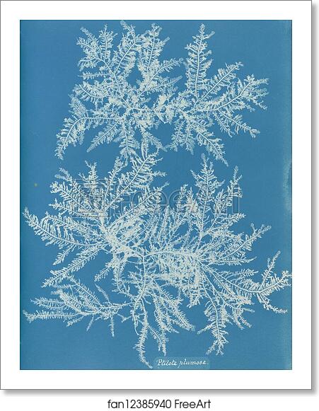 Free art print of Ptilota plumosa by Anna Atkins