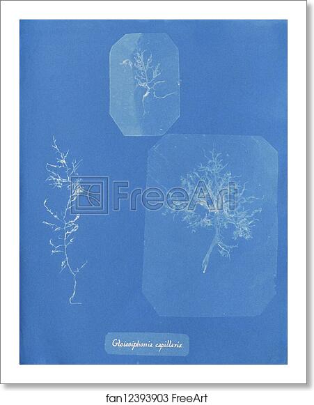 Free art print of Gloiosiphonia capillaris by Anna Atkins Free art print of Gloiosiphonia capillaris by Anna Atkins