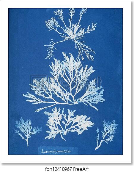Free art print of Laurencia pinnatifida by Anna Atkins