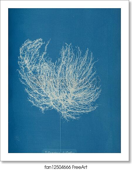 Free art print of Ectocarpus distantus by Anna Atkins Free art print of Ectocarpus distantus by Anna Atkins