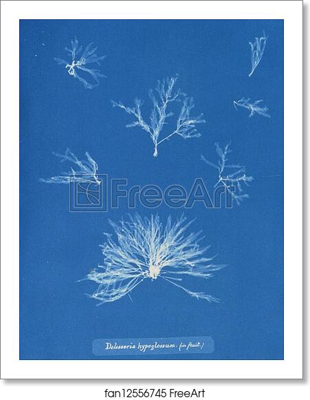 Free art print of Delesseria hypoglossum (in fruit) by Anna Atkins Free art print of Delesseria hypoglossum (in fruit) by Anna Atkins